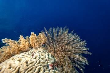 Large feather coral grows on coral colony in blue waters of tropical coral reef © Pete Niesen Photo