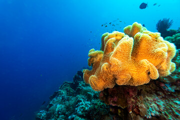 Healthy coral reef landscape with various hard corals © Pete Niesen Photo