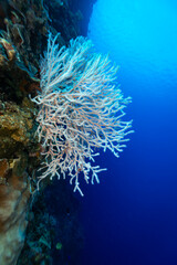 Giant colorful gorgonian sea fan corals spreads wide and feeds on plankton passing on currents over a  tropical coral reef © Pete Niesen Photo
