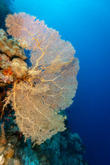 Giant colorful gorgonian sea fan corals spreads wide and feeds on plankton passing on currents over a  tropical coral reef © Pete Niesen Photo
