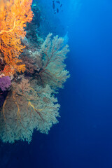 Healthy coral reef with giant gorgonian sea fan in clear blue tropical water © Pete Niesen Photo