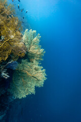 Healthy coral reef with giant gorgonian sea fan in clear blue tropical water © Pete Niesen Photo