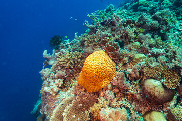 Healthy coral reef landscape with various hard corals © Pete Niesen Photo