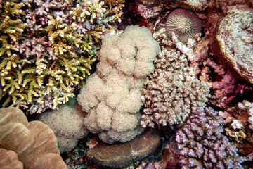 A close-up view of a vibrant coral reef ecosystem, showcasing diverse coral formations and textures. © Pete Niesen Photo