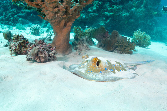 A blue-spotted stingray (Neotrygon kuhlii) rests on the sandy seabed near coral.