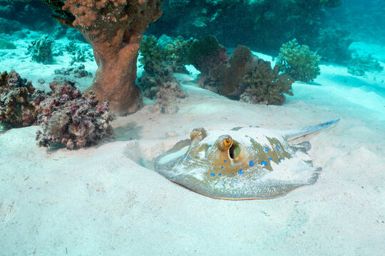 A blue-spotted stingray (Neotrygon kuhlii) rests on the sandy seabed near coral reefs.