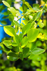 Fresh green kaffir lime leaves on branch with natural sunlight and blurred background © Ramadhan