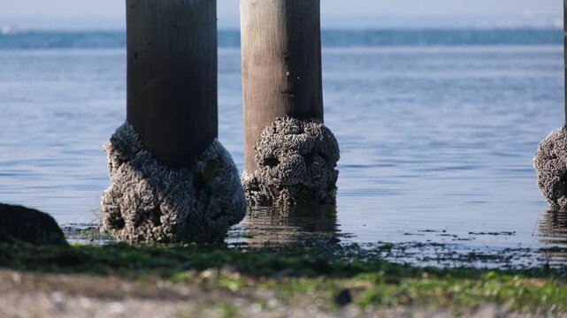 Marine biofouling on the pier pylons at Seaholme Jetty, their bases thickly encrusted with a rough collar of oysters and barnacles built up from years of tidal submersion.&nbsp;Melbourne, Australia.