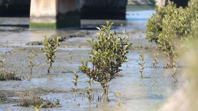 Young grey mangrove seedlings and saplings stand scattered across the wet, silty mud a low-tide mudflat scene at Cherry Creek, Seaholme, Melbourne Australia.&nbsp;Pneumatophores poke up through the mud