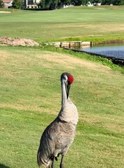 crane  © Jaymin
