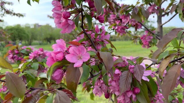 Blooming ornamental apple tree with pink flowers and mixed tone leaves swaying in wind. Soft natural background with park landscape. Spring atmosphere and delicate floral details. 4K footage.