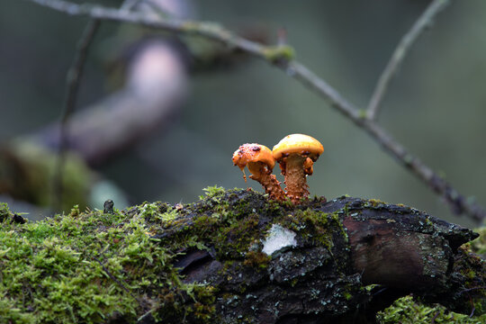 Tiny orange mushrooms growing on a mossy branch