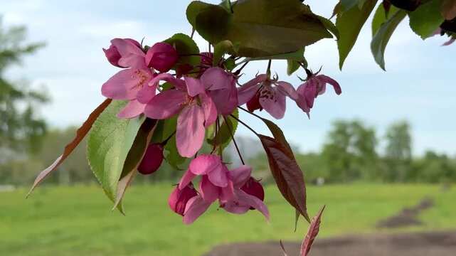 Delicate pink blossoms of ornamental apple tree in close up. Soft Park landscape with green grass. Spring mood and natural beauty captured in motion. 4K footage.