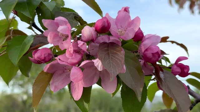Close up of delicate pink blossoms on ornamental apple tree branch. Vibrant petals and subtle leaf tones against a soft blue sky. Springtime beauty in fine detail 4K footage.