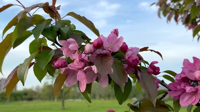 Beautiful blooming apple tree branch with vibrant pink flowers in spring. Soft breeze sways green leaves against blue cloudy sky background in park. 4K footage.