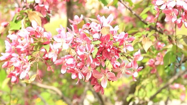 Close up of pink apple blossoms on a branch; delicate petals with hints of green leaves. Soft focus background highlights spring bloom of Malus floribunda. Slow motion footage.