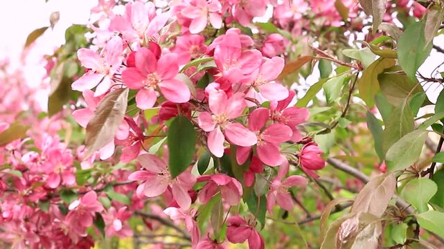 Beautiful pink apple tree flowers blooming in spring garden. Close up branch of malus floribunda swaying in the wind. Natural background slow motion footage.