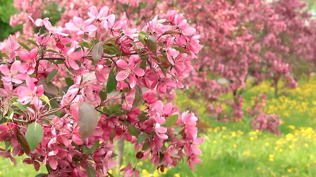 Stunning pink decorative apple trees blooming in orchard. Field of bright yellow dandelions in background. Slow motion footage.