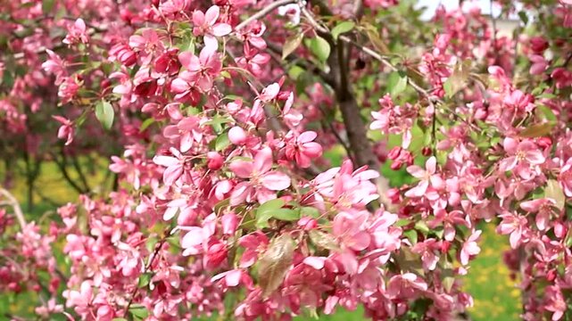 Bright pink crabapple tree branches covered with abundant flowers. Lush blossom of malus trees in sunny spring garden. Natural background slow motion footage.