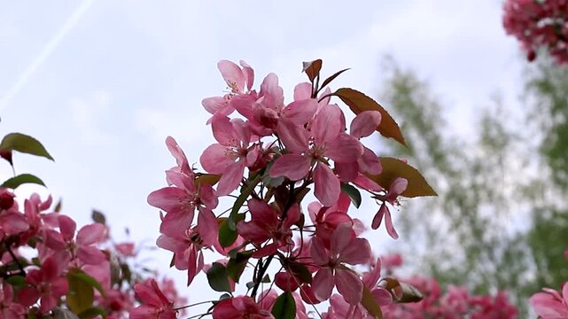 Beautiful pink apple tree branches blooming against cloudy blue sky. Gentle spring blossoms swaying in garden slow motion footage.