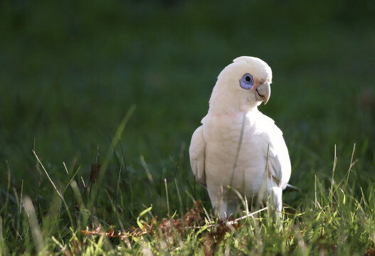 Adorable Little Corella perched on the ground in green grass