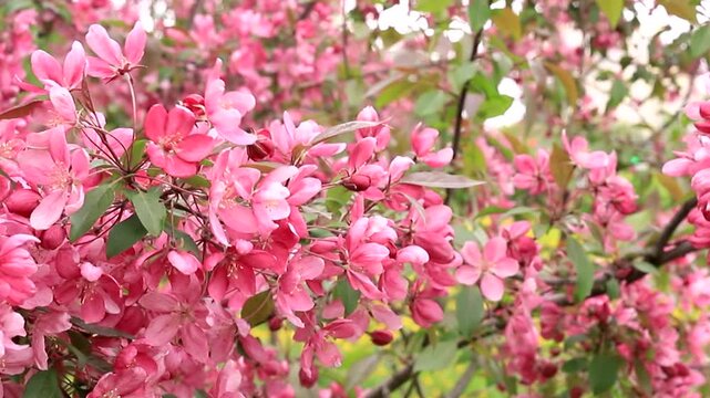 Beautiful pink flowers of decorative apple tree blooming in spring garden. Closeup branch of malus floribunda swaying in the breeze. Natural background slow motion footage.