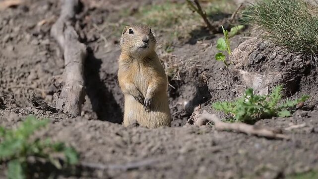 ground squirrel on the ground, nature, wildlife, mammal,  wild, brown ,  cute, green,  Canada Alberta