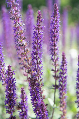 Obraz premium France Provence lavender field. Purple lavender bloom in nature. Composition of nature. Summer blooming flower. Blooming flower field. Field of lavender. Lavender flowers in summer. Provence field