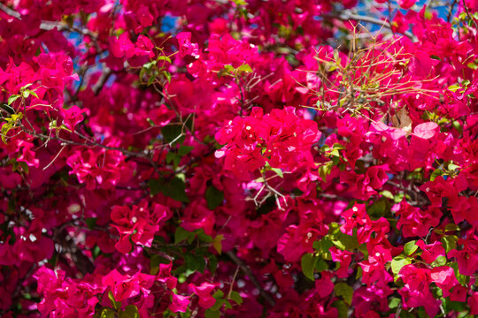 Pink exotic flower. Natural flowering tree. Flora nature. Bright blooming flower in nature. Paper flower. Bougainvillea flower. Natural beauty. Flowering nature closeup. Macro of flowering plant
