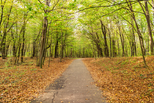 Path with fallen leaves in forest outdoor. Autumn nature landscape. Fallen leaves in park. Nature fall season. Fall season park. Autumn landscape with path in nature. Hiking in fall forest