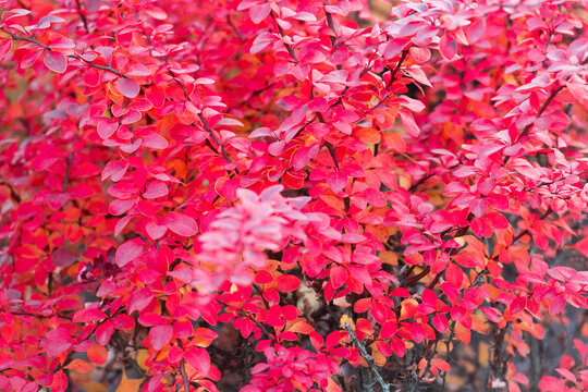 Red leaves on barberry bush. Seasonal autumnal bush. Autumn red leaves. Barberry leaves red color. Nature fall season. Fall season forest. Autumn leaf natural vibe. Autumn nature