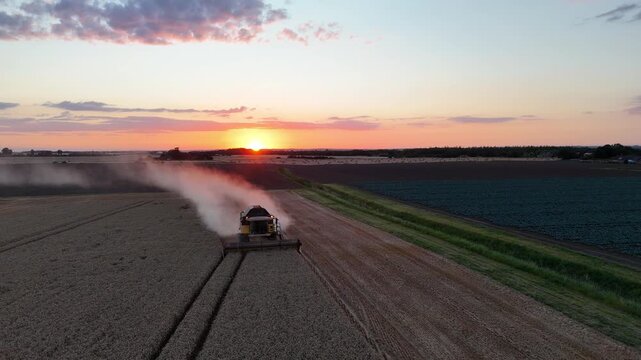 Sunset paints golden sky above field. Harvester moves through wheat, kicking dust behind. Tractor waits nearby, ready to collect grain. Workers' focused expressions show hard work
