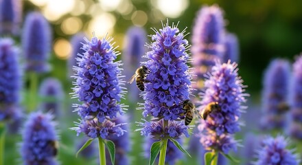 Fototapeta premium Bees Pollinating Purple Wildflowers in Sunlit Garden Meadow