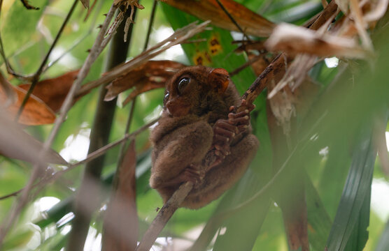 Philippine Tarsier in Bohol, Philippines, Endemic Tropical Wildlife