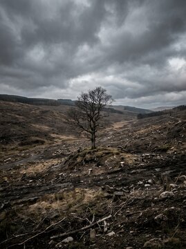 Solitary Tree Stands Amidst Barren Landscape Under Dramatic Stormy Sky.