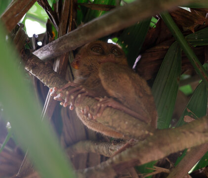 Philippine Tarsier in Bohol, Philippines, Endemic Tropical Wildlife
