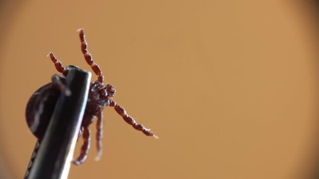 Tick Trying to Attach to Finger on Forest Bottle Close Up.