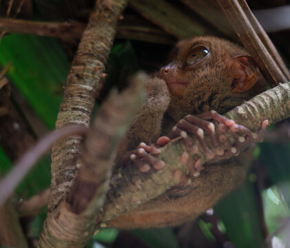 Philippine Tarsier in Bohol, Philippines, Endemic Tropical Wildlife