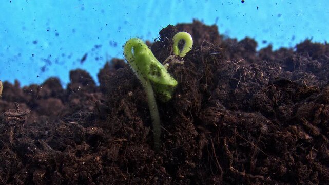 Starting with a tiny seed in the earth the footage reveals germination of okra begins filmed in time lapse. Macro of roots spread through dirt and a sprout pushes upward and first green leaves emerge.