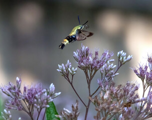 Snowberry clearwing moth (Hemaris diffinis) hovering in flight to nectar on native pink Joe Pye-weed (Eutrochium) flowers. © Terry B