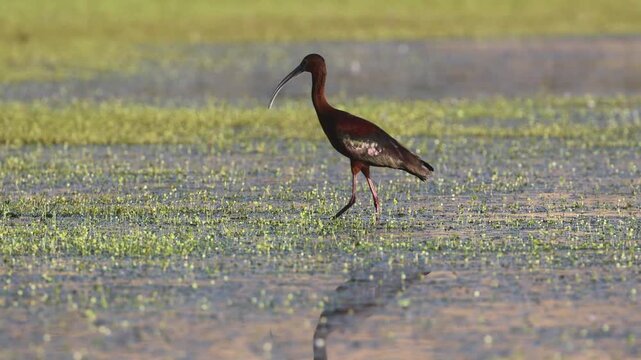 White-faced ibis (Plegadis chihi) foraging in grassy shallows at Shugru Reservoir, California. Breeding plumage showing vivid iridescence. Real time.