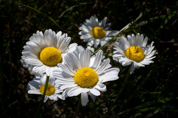 Fototapeta premium A cluster of Bellis perennis, English daisy flowers, with a dark background. The delicate flower heads have white ray florets and yellow disc florets. The flower is in a single leafless green stem.