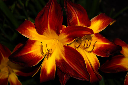 Daylilies