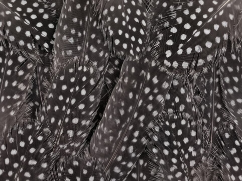 Close-up guinea fowl feathers with dark gray plumage and distinctive white spots, creating a natural monochrome bird texture for backgrounds, fashion and decorative design.