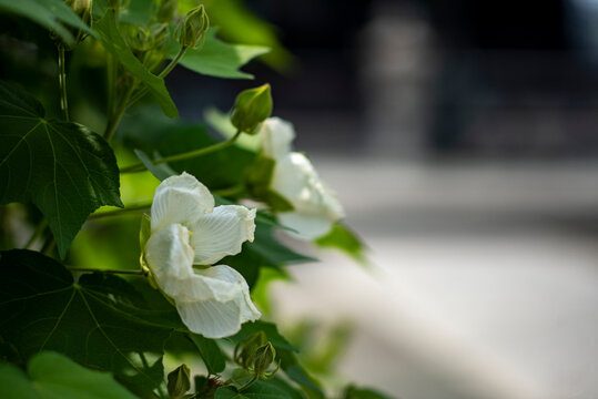 鎌倉26731　本覚寺1　芙蓉