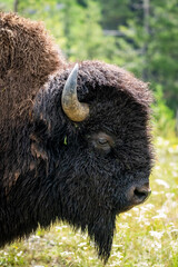 Close up profile portrait of an American bison in Yellowstone © Michael
