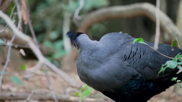 Wild Siamese fireback with grey plumage and red facial skin stands on a forest floor among leaves and twigs, alert in dense undergrowth of its natural habitat.
