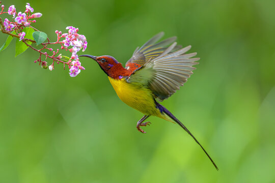 Male Mrs. Gould's sunbird hovering and feeding on wild flower nectar with green background