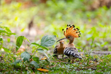 Hoopoe with fanned orange crest feeding a chick on the forest floor among green leaves and grass, captured at ground level in natural daylight. © akarawit
