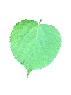 Isolated young paper mulberry leaf on transparent background with clipping paths.